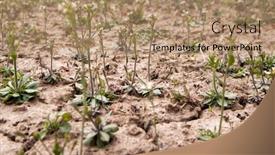  Presentation with weed - PPT theme featuring very-dry-soil-and-many background and a coral colored foreground