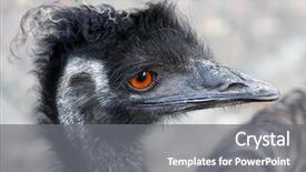  Presentation with zoo - Cool new presentation with very expressive emu portrait at the zoo pilsen - czech republic - europe backdrop and a gray colored foreground