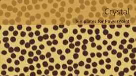  Presentation with cheetah - Slide set enhanced with very-large-sheet background and a gold colored foreground