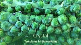  Presentation with brussel - Amazing theme having very nice image of freash brussel sprouts backdrop and a ocean colored foreground