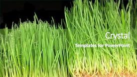  Presentation with black gram - Amazing PPT layouts having very nice image of wheat backdrop and a seafoam green colored foreground