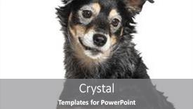  Presentation with old dog - Slide deck featuring very-old-bastard-dog-graying background and a gray colored foreground