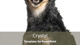  Presentation with old dog - Slides consisting of very-old-bastard-dog-graying background and a tawny brown colored foreground