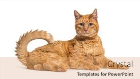  Presentation with noise - Colorful presentation theme enhanced with very-old-ginger-cat backdrop and a coral colored foreground