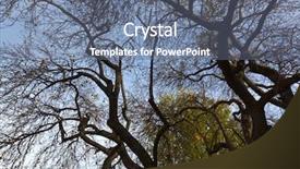  Presentation with fruit tree - Presentation theme having very old pear tree bearing background and a gray colored foreground