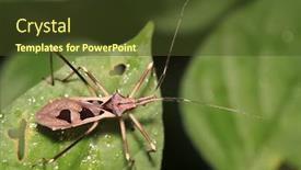  Presentation with nata de coco tropical - Beautiful presentation design featuring very-ornate-tropical-reduviidae-assassin backdrop and a tawny brown colored foreground