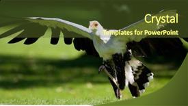  Presentation with secretary - Presentation theme having very rare species of bird background and a tawny brown colored foreground