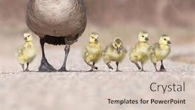  Presentation with canada - Theme enhanced with very-shallow-focus-on-canada background and a lemonade colored foreground