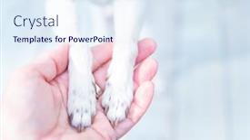  Presentation with focus - PPT theme with very-shallow-focus-on-chihuahua background and a sky blue colored foreground