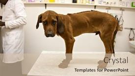  Presentation with sick dog - Audience pleasing slide set consisting of very-sick-dog backdrop and a lemonade colored foreground