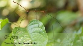  Presentation with insect - Theme with very-thin-stick-insect background and a yellow colored foreground