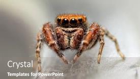 Presentation with colored - Slide set featuring very-tiny-rusty-colored-ghelna background and a gray colored foreground