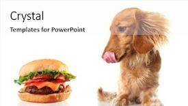  Presentation with dog training class - Amazing slide deck having animals eat - very well trained dog backdrop and a white colored foreground