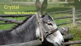  Presentation with ranch - Presentation design with very wondering donkey at ranch background and a violet colored foreground