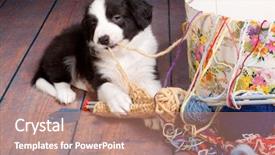  Presentation with wool - Presentation enhanced with naughty - very young puppy caught background and a coral colored foreground