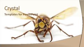  Presentation with hornet - Theme enhanced with vespa - front view of an hornet background and a  colored foreground