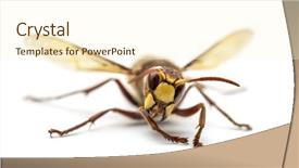  Presentation with hornet - Slides enhanced with vespa - front view of an hornet background and a  colored foreground