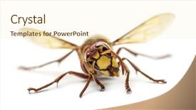  Presentation with hornet - Slides featuring vespa - front view of an hornet background and a  colored foreground