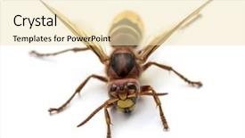  Presentation with hornet - Slide deck consisting of vespa - hornet isolated on white background and a lemonade colored foreground