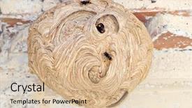  Presentation with hornet - Presentation with vespa velutina hornet nest background and a lemonade colored foreground