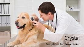  Presentation with medical - Slides having veterinarian examining a cute dog background and a coral colored foreground