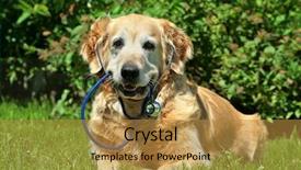  Presentation with dog adolescents - Presentation having vet cardiac - dog with stethoscope on garden background and a gold colored foreground