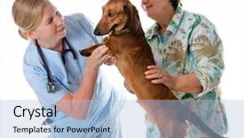  Presentation with check or tick mark - Cool new slides with vet cardiac - veterinarian doctor making check-up backdrop and a light blue colored foreground