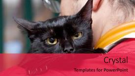  Presentation with cute black board - Colorful theme enhanced with vet caressing cute black cat backdrop and a red colored foreground