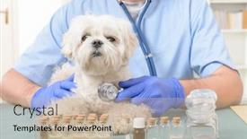  Presentation with vet - Amazing slide set having vet-checking-a-little-maltese backdrop and a mint green colored foreground