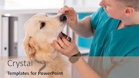  Presentation with vet - Theme having vet-checking-teeth-of-cute background and a coral colored foreground