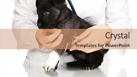  Presentation with heart rate - Cool new slide set with vet checking the heart rate backdrop and a  colored foreground