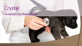  Presentation with heart rate - PPT layouts having vet checking the heart rate background and a sky blue colored foreground