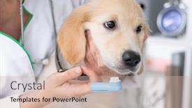  Presentation with vet - Audience pleasing theme consisting of vet-cleaning-dog-teeth backdrop and a soft green colored foreground