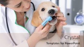  Presentation with vet - Presentation design featuring vet-cleaning-dog-teeth background and a coral colored foreground