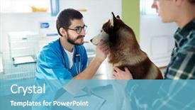  Presentation with husky - Beautiful presentation theme featuring vet clinician cuddling husky dog during medical treatment backdrop and a light blue colored foreground