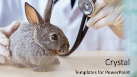  Presentation with vet imaging - Audience pleasing PPT layouts consisting of vet doctor checking up rabbit backdrop and a mint green colored foreground