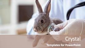  Presentation with vet - Cool new theme with vet doctor checking up rabbit backdrop and a coral colored foreground