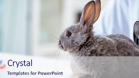  Presentation with rabbit production - PPT layouts featuring vet doctor checking up rabbit background and a sky blue colored foreground