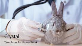  Presentation with vet - Theme enhanced with vet doctor checking up rabbit background and a light gray colored foreground