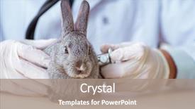  Presentation with rabbit production - Cool new slide set with vet doctor checking up rabbit backdrop and a coral colored foreground