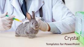  Presentation with vet - Audience pleasing slide set consisting of vet doctor checking up rabbit backdrop and a lemonade colored foreground