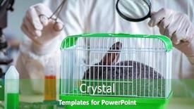  Presentation with vet - Slide set consisting of vet doctor checking up rabbit in his clinic background and a shamrock green colored foreground