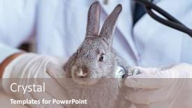  Presentation with vet - Presentation design consisting of vet-doctor-checking-up-rabbit background and a gray colored foreground