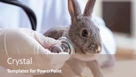  Presentation with vet imaging - Amazing theme having vet-doctor-checking-up-rabbit backdrop and a coral colored foreground