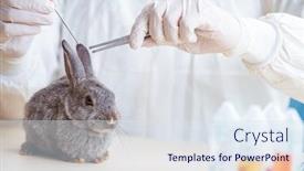  Presentation with vet - Colorful PPT layouts enhanced with vet-doctor-checking-up-rabbit backdrop and a sky blue colored foreground