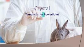  Presentation with vet - Colorful PPT theme enhanced with vet-doctor-checking-up-rabbit backdrop and a sky blue colored foreground