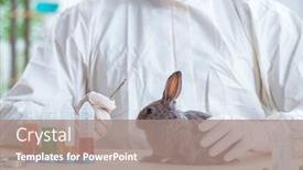  Presentation with vet - Presentation theme with vet-doctor-checking-up-rabbit background and a coral colored foreground