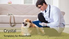  Presentation with metabolic doctor examining - Cool new presentation theme with vet doctor examining golden retriever backdrop and a yellow colored foreground