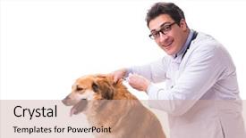  Presentation with metabolic doctor examining - Amazing presentation design having vet doctor examining golden retriever backdrop and a  colored foreground