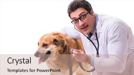  Presentation with metabolic syndrome doctor examining - Cool new presentation theme with vet doctor examining golden retriever backdrop and a  colored foreground